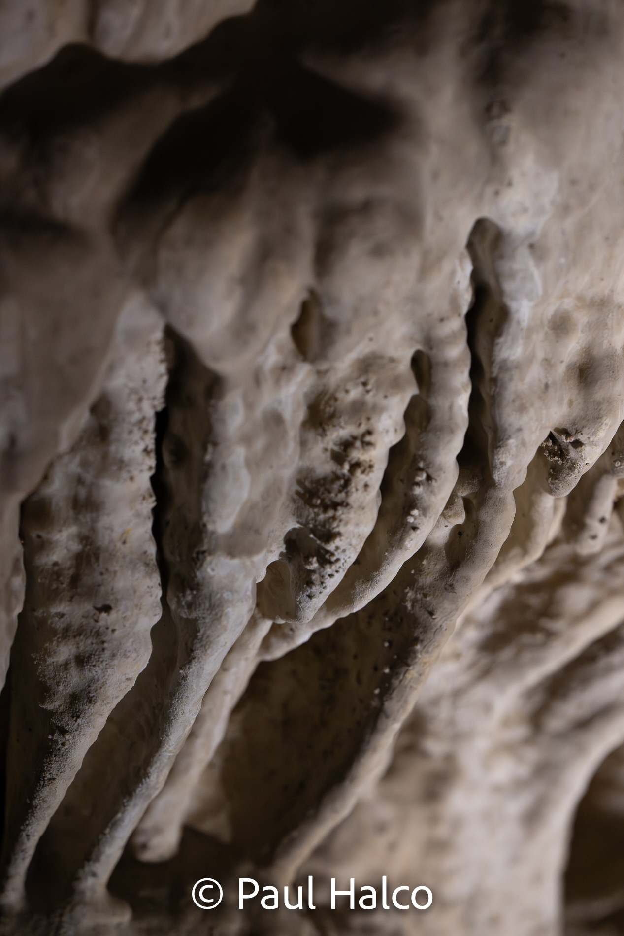 Paul Halco - Caralsbad Cavern NP-1